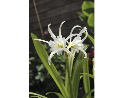 Detail bieleho kvetu pavúčej ľalie so zelenými listami