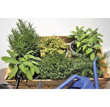 Šalvia FloraSelf Salvia officinalis výška 10-13 cm kvetináč 1,2 l