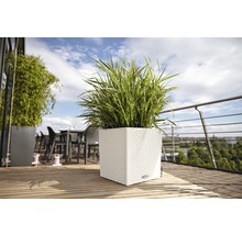 Štvorcový plastový kvetináč so zelenou rastlinou na terase