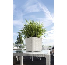 Štvorcový kvetináč so zelenými rastlinami na stole vonku