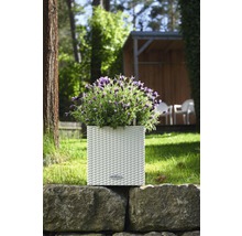 Kvetináč s levanduľou na kamennej stene v záhrade