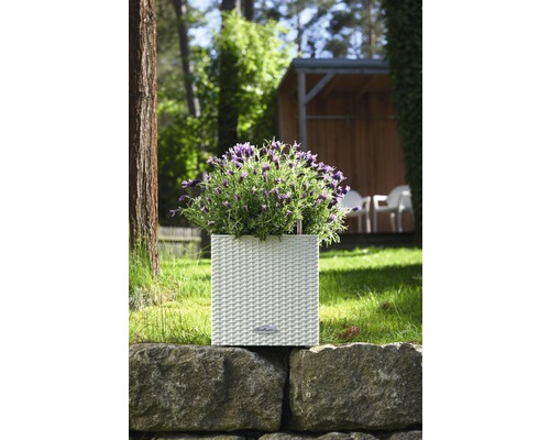 Kvetináč s levanduľou na kamennej stene v záhrade