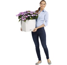 Žena drží štvorcový kvetináč s fialovými hortenziami