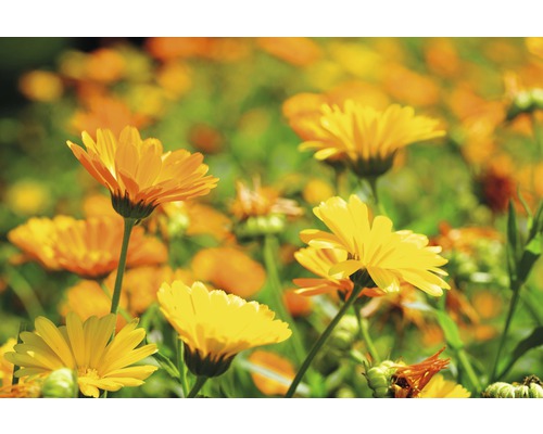 Detailný záber nechtíkov lekárskych v záhrade