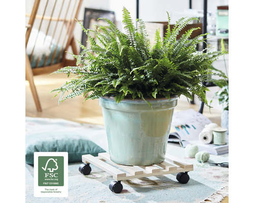 Izbová rastlina papraď v kvetináči na podstavci s kolieskami a pečaťou FSC