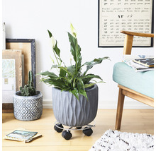 Izbová rastlina v štruktúrovanom kvetináči na kolieskovom podstavci