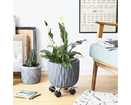 Izbová rastlina v štruktúrovanom kvetináči na kolieskovom podstavci