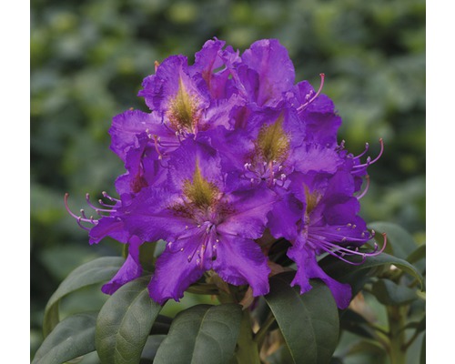 Rododendron, fialový FloraSelf Rhododendron hybrid výška 20-30 cm kvetináč 2 l