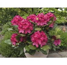 Rododendron v kvetináči s bujnými, farebnými kvetmi