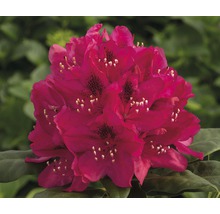 Kvitnúci rododendron v záhrade