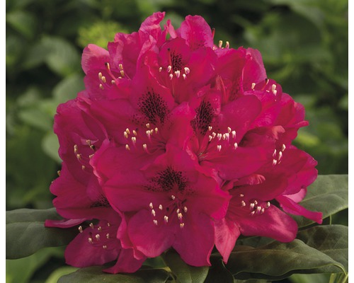 Rododendron, červený FloraSelf Rhododendron hybrid výška 20-30 cm kvetináč 2 l