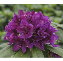 Detail tmavofialového kvetu rododendronu