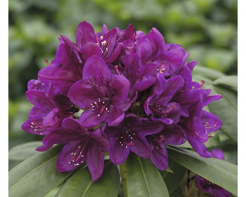 Rododendron, tmavofialový FloraSelf Rhododendron hybrid výška 20-30 cm kvetináč 2 l