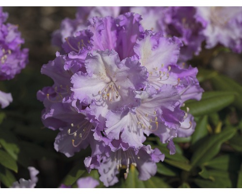 Rododendron, ružový FloraSelf Rhododendron hybrid výška 20-30 cm kvetináč 2 l 1 ks, rôzne druhy