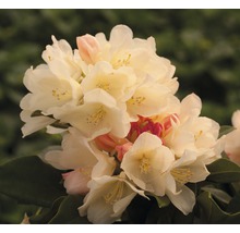 Kvetenstvo rastliny Rhododendron