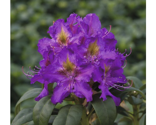 Rododendron, fialový FloraSelf Rhododendron hybrid výška 30-40 cm kvetináč 5 l