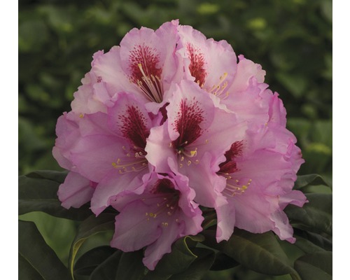 Rododendron, ružový FloraSelf Rhododendron hybrid výška 40-50 cm kvetináč 7,5 l obľúbené odrody