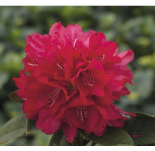 Detail červeného kvetu rododendronu.