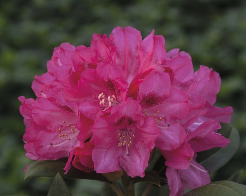 Rododendron jakušimský, ružový FloraSelf Rhododendron yakushimanum výška 30-40 cm kvetináč 5 l