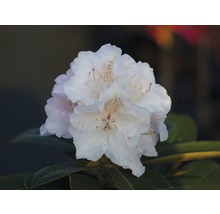 Detailný záber kvetu rododendronu