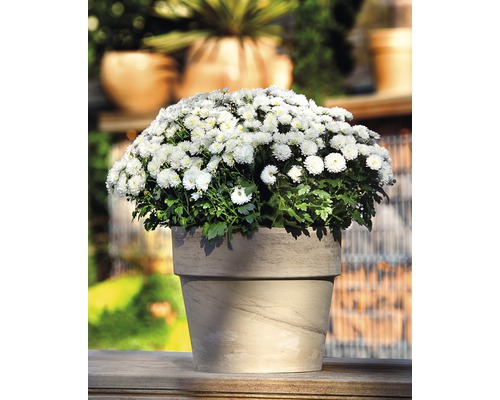 Kvetináč s bielymi chryzantémami na vonkajšie použitie