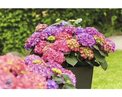 Hortenzie v kvetináči v záhrade