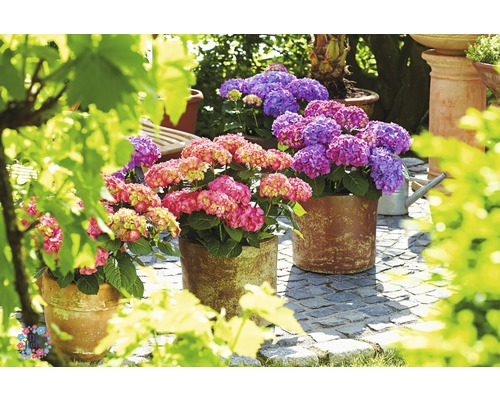 Tri hortenzie v kvetináčoch na terase