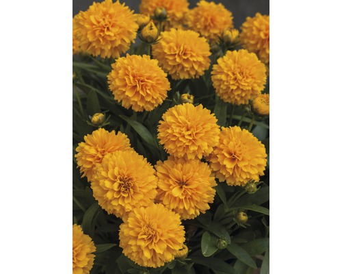 Krásnoočko veľkokveté FloraSelf Coreopsis grandiflora kvetináč 3 l