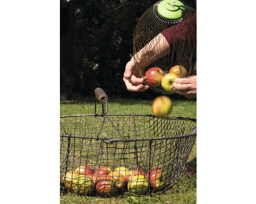 Osoba vysýpa jablká zo zberača jabĺk do drôteného koša.