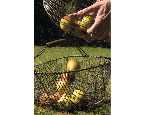 Zber jabĺk s drôtenými košmi na lúke