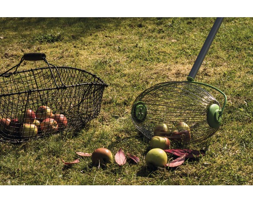 Zber jabĺk so zberačom ovocia a zberným košom v záhrade