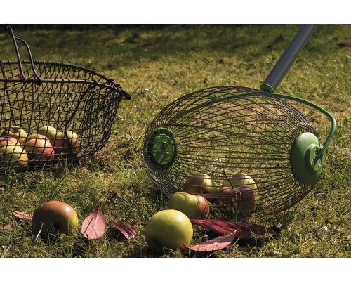 Zberač jabĺk z drôteného pletiva s jablkami na lúke