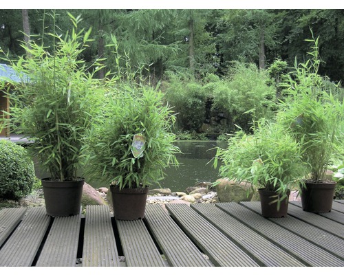 Bambusové rastliny v kvetináčoch na drevenej terase, v pozadí rybník a stromy.