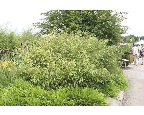 Bambusový ker v záhrade