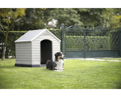 Pes leží pred búdou v záhrade