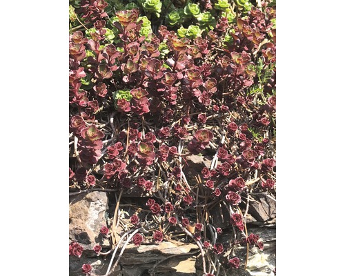 Rozchodník popínavý na kameňoch v záhrade.