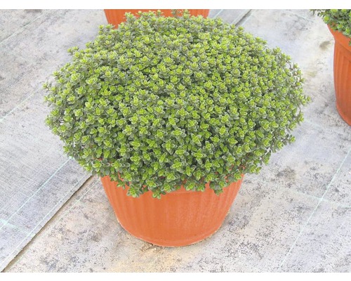 Tymián FloraSelf Thymus vulgaris 'Fredo' kvetináč Ø 12 cm