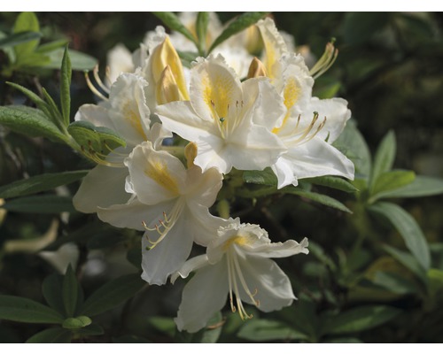 Azalka pontská opadavá Azalea Rhododendron luteum výška 30-40 cm kvetináč 5 l biela