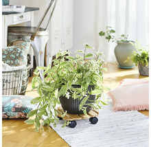 Dekoratívna izbová rastlina v kvetináči na kolieskach v svetlej miestnosti.