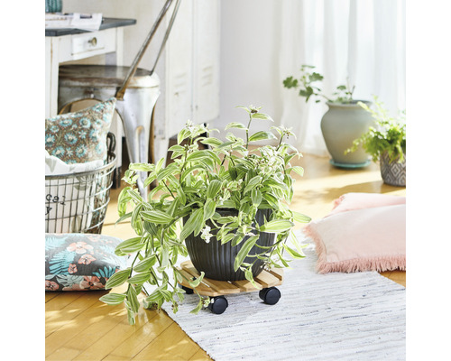 Dekoratívna izbová rastlina v kvetináči na kolieskach v svetlej miestnosti.