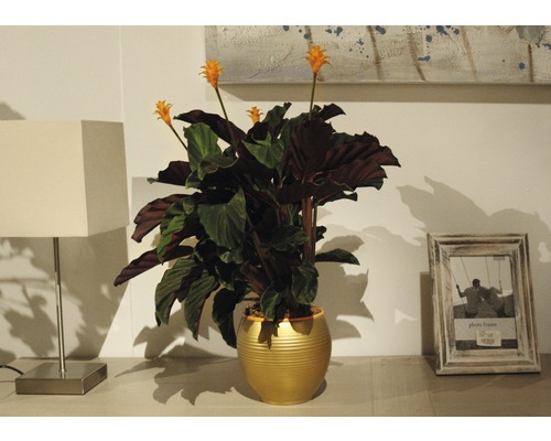 Izbová rastlina s oranžovými kvetmi v zlatom kvetináči