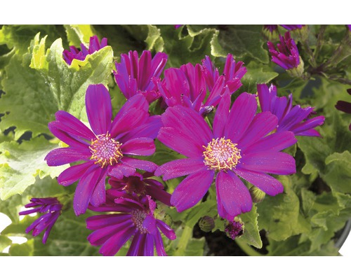 Detail fialových kvetov cinerárie so zelenými listami