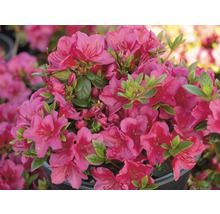 Azalka s ružovými kvetmi a zelenými listami v kvetináči