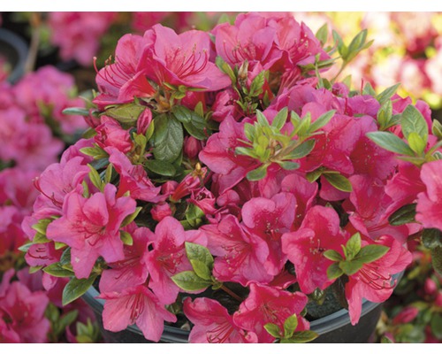 Azalka s ružovými kvetmi a zelenými listami v kvetináči