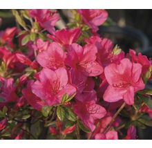 Azalka s ružovými kvetmi