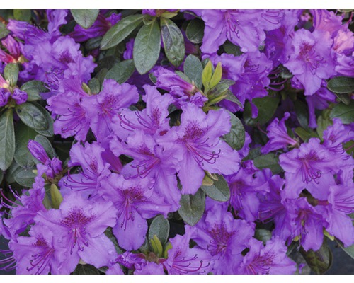 Azalka japonská Rhododendron obtusum výška 30-40 cm kvetináč 5 l fialová