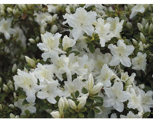 Azalka japonská Rhododendron obtusum výška 30-40 cm kvetináč 5 l biela