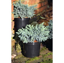 Modrá borievka šupinatá FloraSelf Juniperus squamata 'Blue Star' 25-30 cm kvetináč 3,7 l