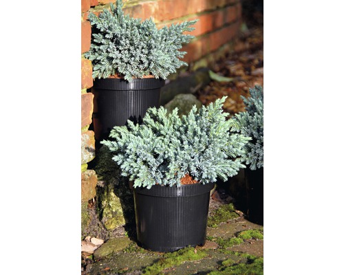 Modrý jalovec plazivý v kvetináčoch pre vonkajšie použitie