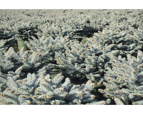 Veľa malých smrekov pichľavých v kvetináčoch.